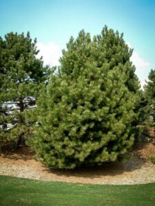 Сосна Чёрная (Pinus Nigra) купить по цене от 270.00р. в интернет-магазине «Посадика» с доставкой почтой в в Краснокаменске и по всей России – [изображение №1].