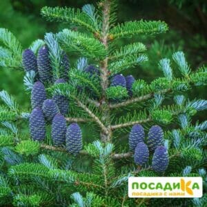 Пихта корейская (Abies koreana) купить по цене от 450.00р. в интернет-магазине «Посадика» с доставкой почтой в в Краснокаменске и по всей России – [изображение №1].