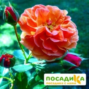 Роза Арабия купить по цене от 350.00р. в интернет-магазине «Посадика» с доставкой почтой в в Краснокаменске и по всей России – [изображение №1].