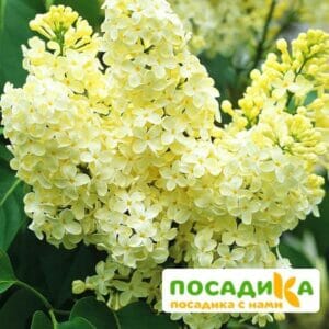 Сирень Примроуз (Primrose) купить по цене от 529.00р. в интернет-магазине «Посадика» с доставкой почтой в в Краснокаменске и по всей России – [изображение №1].