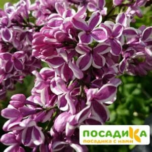 Сирень Сенсация купить по цене от 529.00р. в интернет-магазине «Посадика» с доставкой почтой в в Краснокаменске и по всей России – [изображение №1].