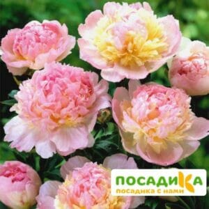 Пион Распберри Сандей (Paeonia Raspberry Sundae) купить по цене от 959р. в интернет-магазине «Посадика» с доставкой почтой в в Краснокаменске и по всей России – [изображение №1].