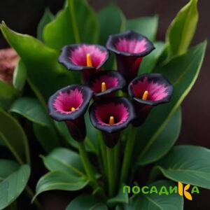 Калла Аура Лейс купить по цене от 400р. в интернет-магазине «Посадика» с доставкой почтой в в Краснокаменске и по всей России – [изображение №1].
