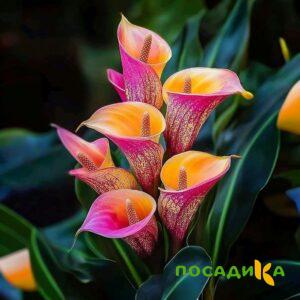 Калла Оникс купить по цене от 450р. в интернет-магазине «Посадика» с доставкой почтой в в Краснокаменске и по всей России – [изображение №1].