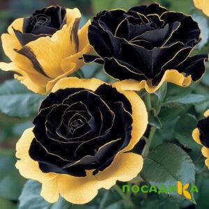 Роза Ханни Сикл купить по цене от 700р. в интернет-магазине «Посадика» с доставкой почтой в в Краснокаменске и по всей России – [изображение №1].