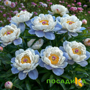 Пион акварельный Этюд купить по цене от 806р. в интернет-магазине «Посадика» с доставкой почтой в в Краснокаменске и по всей России – [изображение №1].