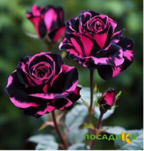 Роза Багровый Шепот купить по цене от 366р. в интернет-магазине «Посадика» с доставкой почтой в в Краснокаменске и по всей России – [изображение №1].