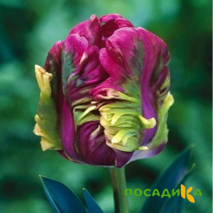 Тюльпан Экзотик Хэвен купить по цене от 186р. в интернет-магазине «Посадика» с доставкой почтой в в Краснокаменске и по всей России – [изображение №1].